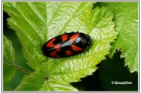 Cercopis vulnerata