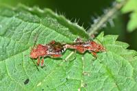 Rhopalus subrufus