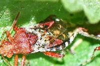 Rhopalus subrufus