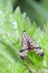 Panorpa communis