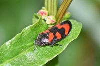 Cercopis vulnerata