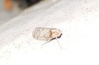 Tachycixius pilosus