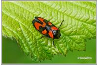 Cercopis vulnerata