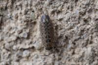 Acaeroplastes melanurus