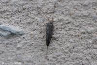 Ctenolepisma lineata