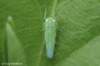 Empoasca vitis