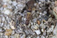 Orchesella cincta
