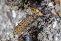 Orchesella villosa