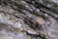 Peripsocus milleri