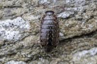 Philoscia muscorum