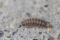 Polyxenus lagurus