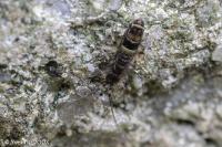 Orchesella cincta