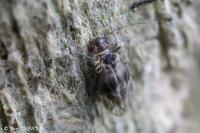 Peripsocus milleri