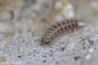 Polyxenus lagurus