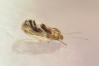 Cacopsylla fulguralis