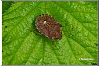 Dyroderes umbraculatus
