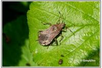 Ceraleptus gracilicornis
