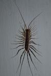 Scutigera coleoptrata