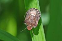 Dyroderes umbraculatus