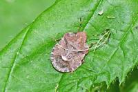 Dyroderes umbraculatus