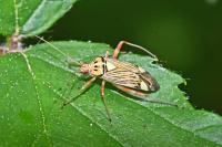Rhabdomiris striatellus
