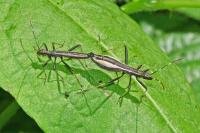 Micrelytra fossularum