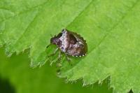 Stagonomus venustissimus