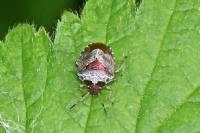 Stagonomus venustissimus