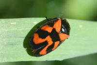 Cercopis vulnerata