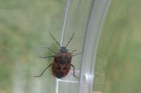 Eurydema ventralis