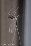 Cloeon dipterum