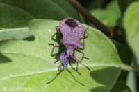Coreus marginatus