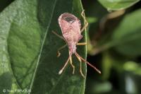 Gonocerus acuteangulatus