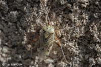 Rhabdomiris striatellus