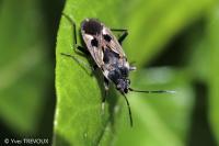 Rhyparochromus vulgaris