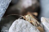 Rhabdomiris striatellus