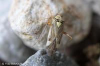 Rhabdomiris striatellus