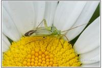 Closterotomus norwegicus