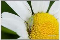 Closterotomus norwegicus