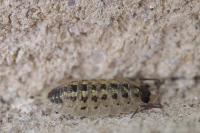 Porcellio spinicornis