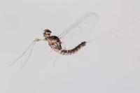 Cloeon dipterum