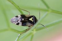 Orthops basalis