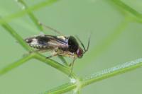 Orthops basalis