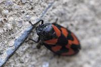 Cercopis vulnerata