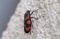 Cercopis vulnerata