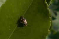 Lygus pratensis