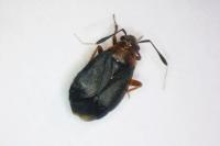 Capsus ater