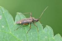 Closterotomus biclavatus