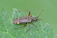 Closterotomus biclavatus