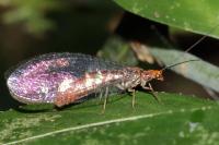 Nothochrysa capitata